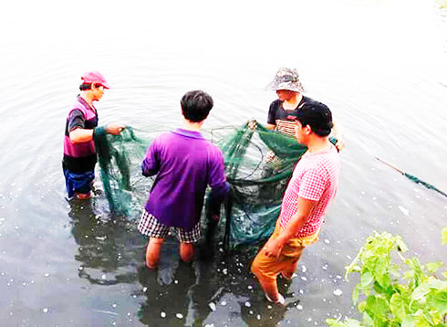 Người dân thu hoạch tôm sú, cá dìa trong ao thực hiện mô hình nuôi khuyến ngư được triển khai tại xã Cam Hòa. (Ảnh Trung tâm Khuyến nông tỉnh cung cấp)