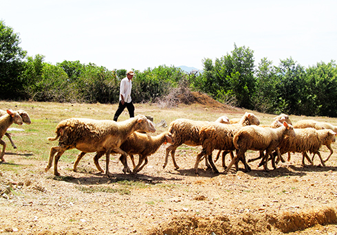 Nuôi cừu tại thôn Hòa Sơn, Cam Thịnh Đông