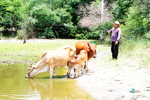 Ông Nguyễn Văn Đồng chăm sóc đàn bò