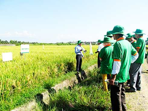 Khảo nghiệm giống Đài Thơm 8 tại Hợp tác xã nông nghiệp 1 Ninh Quang