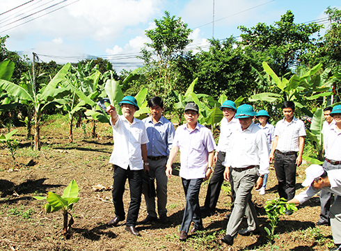 Đồng chí Nguyễn Tấn Tuân kiểm tra thực tế một số mô hình sản xuất nông nghiệp ở xã Sơn Hiệp