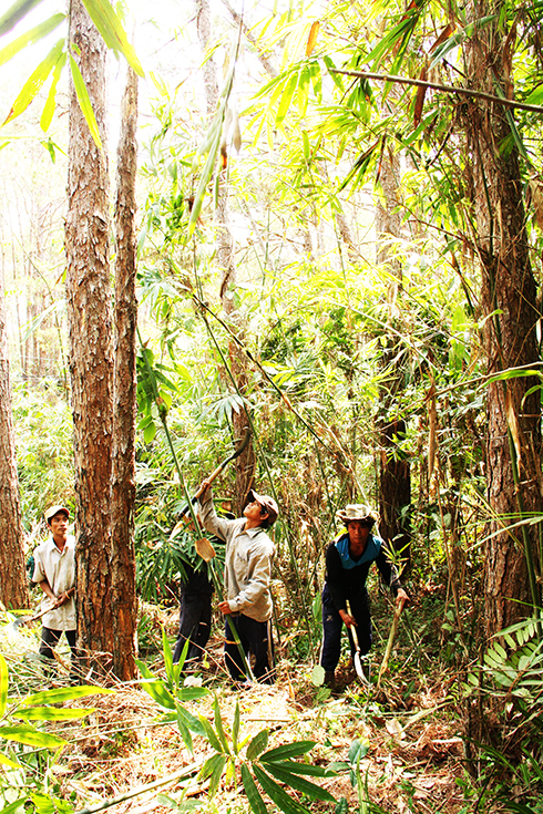 Diện tích rừng lồ ô ở xã Sơn Hiệp đã suy giảm đáng kể