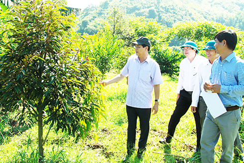 Đồng chí Nguyễn Tấn Tuân kiểm tra thực tế mô hình sản xuất nông nghiệp ở xã Sơn Hiệp