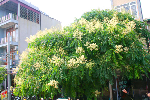 Cây dâu xa xoan được trồng rất nhiều trên các đường phố để cho bóng mát