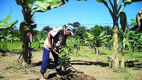 Nông dân huyện Khánh Sơn chăm sóc mô hình  trồng bưởi da xanh xen chuối