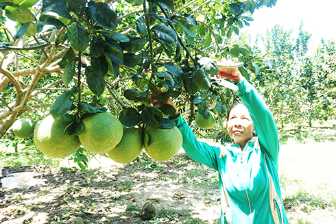 Green-skin grapefruits in Song Cau Commune, Khanh Vinh District, Khanh Hoa Province