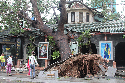 Một cây lớn trên đường Biệt Thự đoạn giao nhau với đường Trần Phú bị đổ 