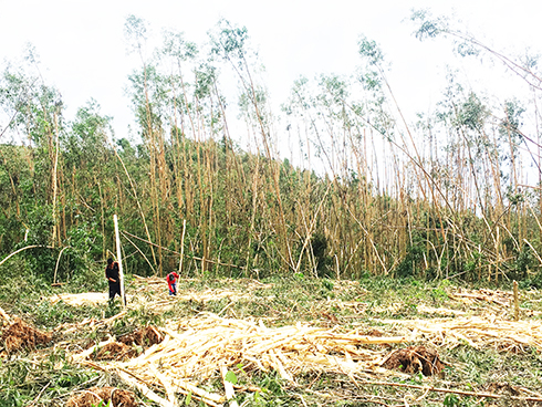 Một cánh rừng sản xuất tại xã Khánh Bình (huyện Khánh Vĩnh) xơ xác sau khi cơn bão số 12 quét qua