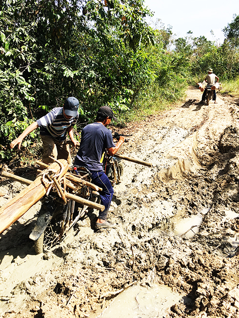 Sau bão, người dân xã Ninh Tây vào rừng khai thác gỗ căm xe trái phép