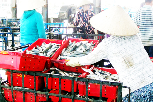 Thu mua cá nục tại cảng cá Vĩnh Lương