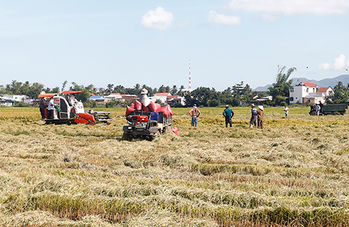 Nông dân và đơn vị thu hoạch, vận tải phối hợp thu hoạch lúa  tại Vĩnh Phương, Nha Trang.