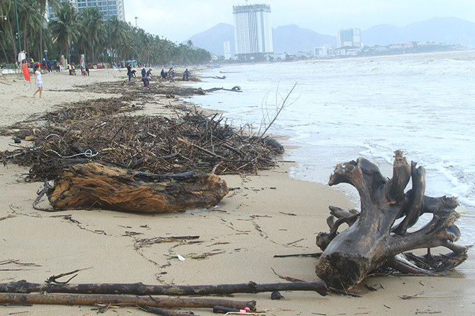 Những gốc cây to cũng bị sóng đánh dạt vào bờ.
