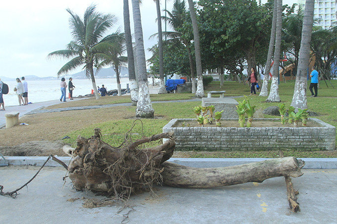 <p>Gốc cây dạt vào bờ biển đã được người dân đưa lên bờ để mang về sử dụng.</p>
