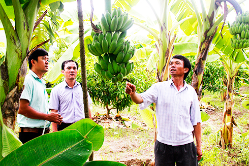 Vườn chuối trĩu quả của một nông dân ở huyện Cam Lâm