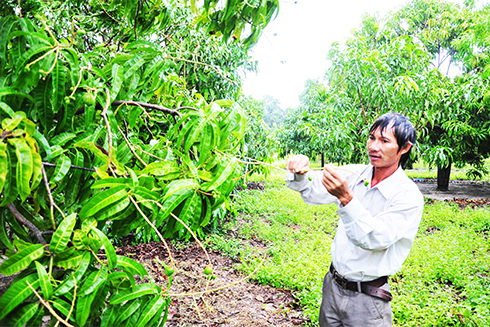 Vườn xoài của ông Nguyễn Chí Hiếu chỉ còn lại hơn 20% sản lượng do mưa và gió lớn những ngày qua.