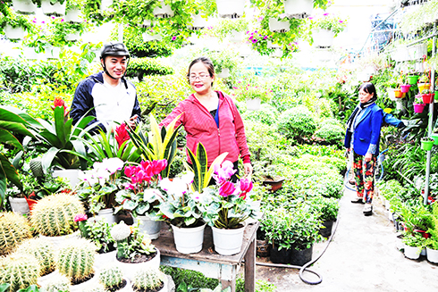 Nhà vườn Minh Khai đã chuẩn bị sẵn nhiều loại cây, hoa được ưa chuộng trong dịp Tết.