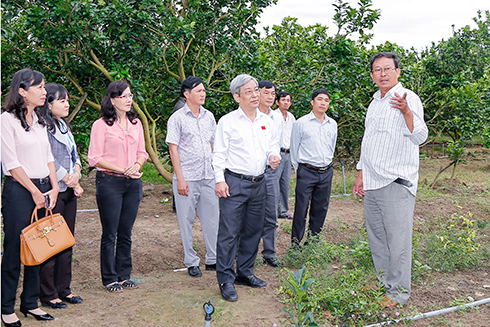Đoàn đến thăm vườn bưởi của hộ ông Nguyễn Xuân Long.
