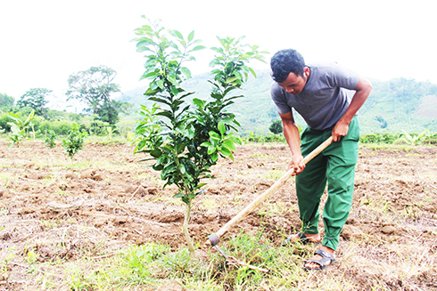 Nhiều diện tích sản xuất kém hiệu quả ở Khánh Sơn đã được chuyển đổi sang trồng bưởi da xanh.