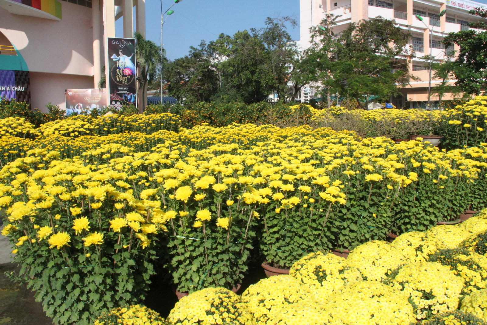 Hoa cúc khoe sắc rực rỡ tại Nhà thiếu nhi tỉnh Khánh Hòa