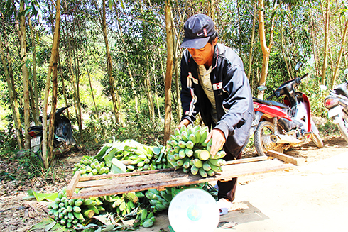Người dân Khánh Sơn thu hoạch chuối về bán Tết.