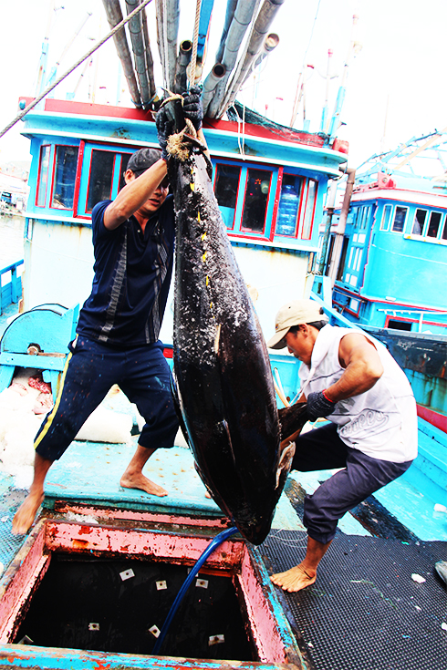 Ngư dân cần tuân thủ nghiêm các quy định về chống khai thác thủy sản  bất hợp pháp. 