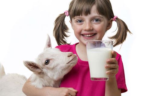 Sữa dê được coi là một trong những loại thức uống tốt nhất sau sữa mẹ.