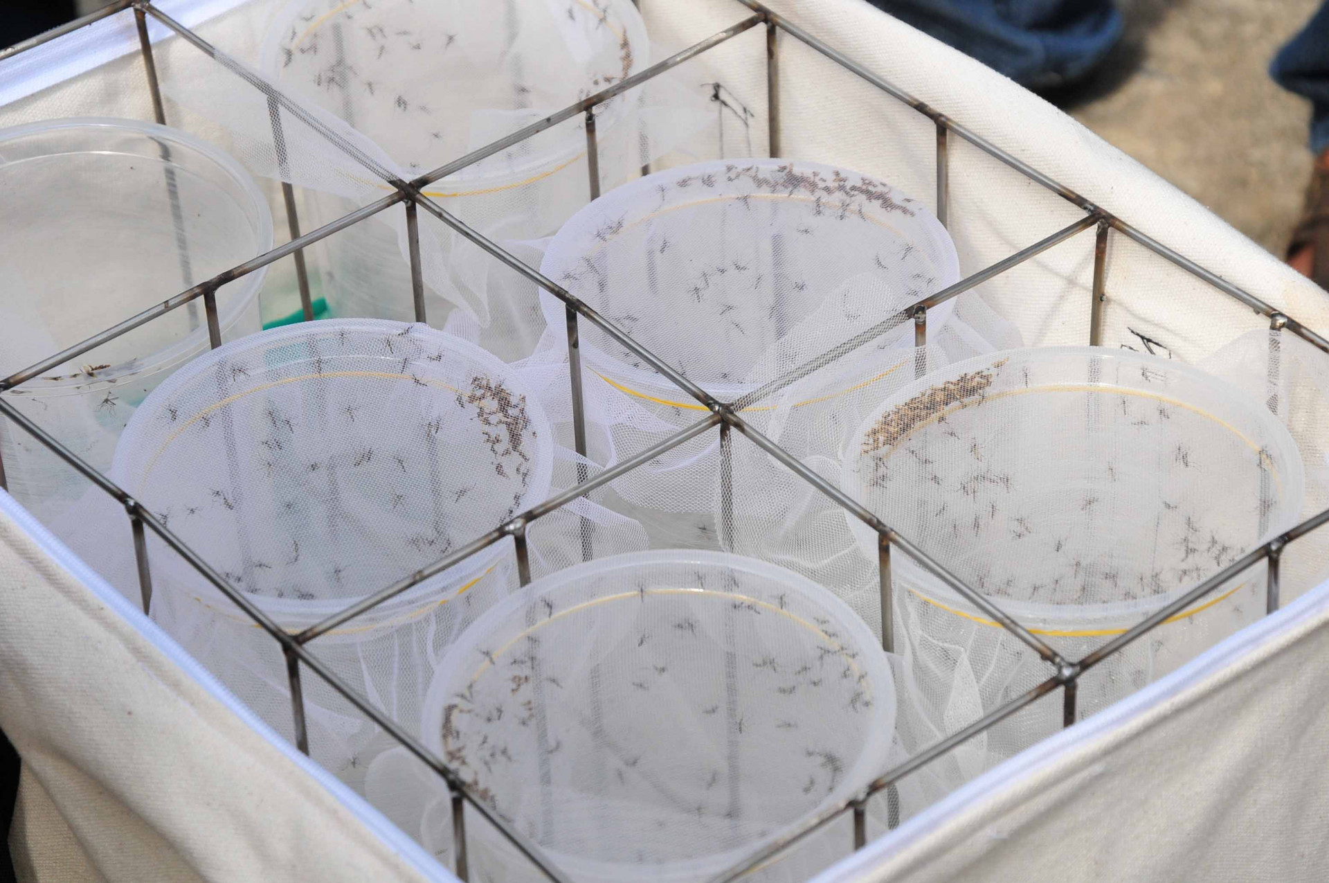 Các hộp chứa muỗi mang vi khuẩn Wolbachia được thả tại xã Vĩnh Lương