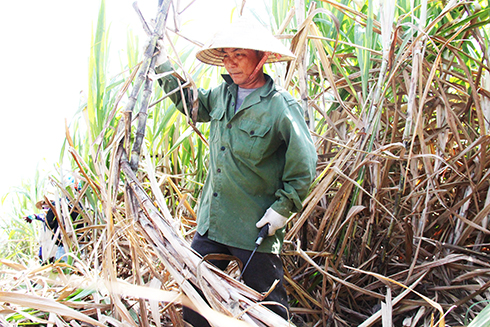 Trăn trở cùng cây mía