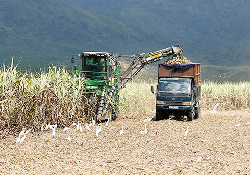 Máy thu hoạch mía: Giải bài toán nhân công