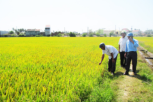 Sản xuất lúa giống tại Hợp tác xã Nông nghiệp Vạn Phú 1.