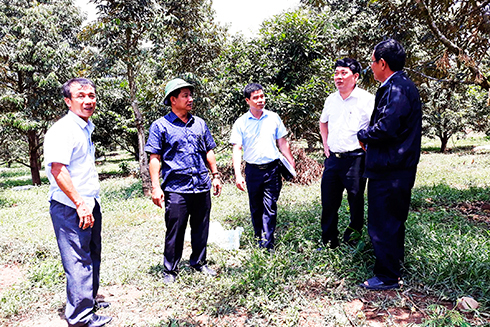 Lãnh đạo Liên minh Hợp tác xã tỉnh khảo sát tại Hợp tác xã Cây ăn quả Sơn Bình, huyện Khánh Sơn.