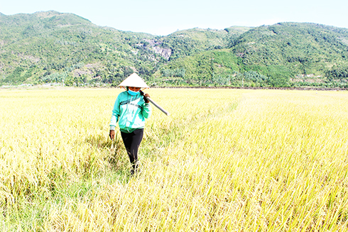 Diện tích lúa của gia đình bà Hồng sản xuất trên đất công của xã Suối Hiệp đang chuẩn bị thu hoạch.