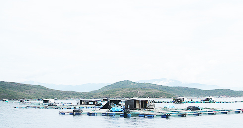 Nuôi trồng thủy sản lồng bè trên vịnh Vân Phong.