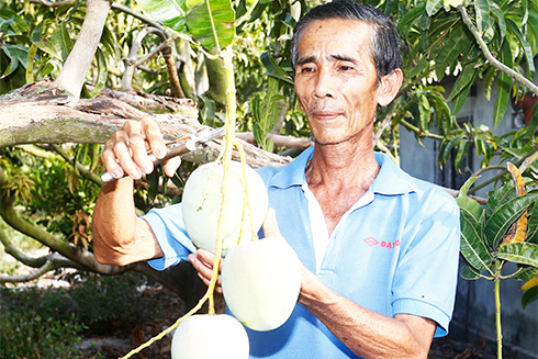 Nhiều nông dân trồng xoài ở huyện Cam Lâm đã áp dụng tưới tiết kiệm,  hạn chế sử dụng thuốc bảo vệ thực vật trong trồng xoài.