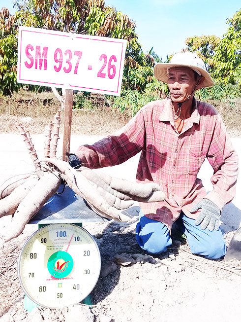 Mì giống mới SM937-26 thu hoạch tại Cam Lâm kết quả rất khả quan.