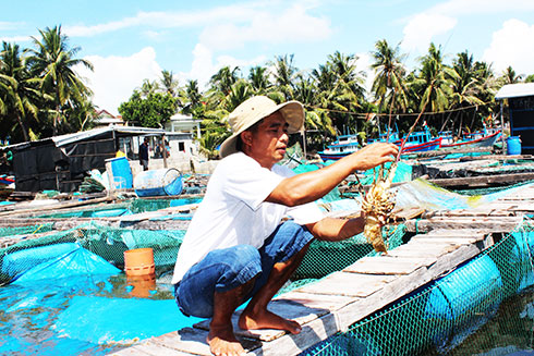 Lao động nuôi trồng thủy sản hầu như chưa được đào tạo nghề.
