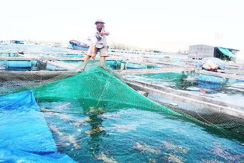 Người dân cần tuân thủ quy hoạch khi nuôi trồng thủy sản trên biển.