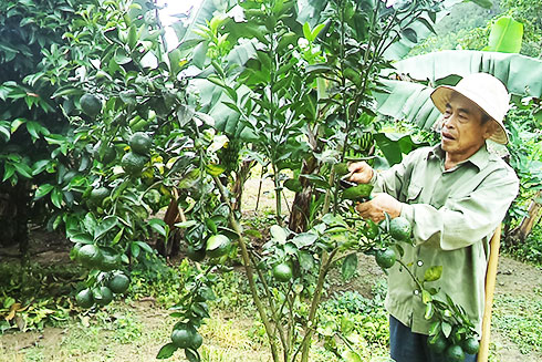 Ông Vũ Thanh Sơn chăm sóc vườn cây của gia đình.