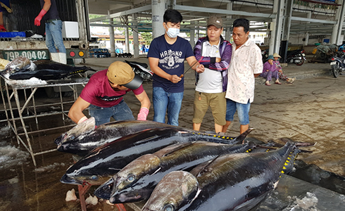 Tham gia chuỗi liên kết, chất lượng sản phẩm cá ngừ được nâng lên.