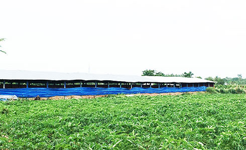 Một trang trại nuôi heo ở thôn Quảng Phúc, xã Cam Thành Nam.