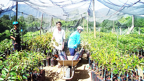 Người dân mua cây giống tại Hợp tác xã Cây ăn quả xã Sơn Bình.