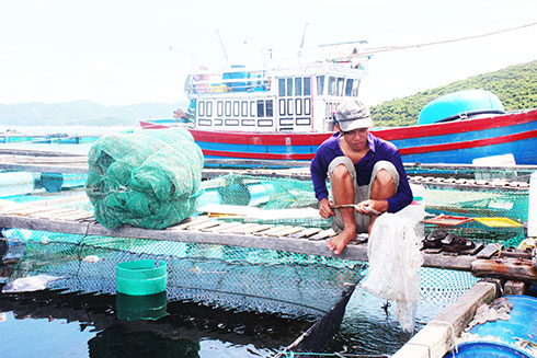 Túi ni lông không được thu gom vào bờ, bám quanh lồng nuôi tôm hùm  là hình ảnh thường thấy ở các vùng nuôi ở huyện Vạn Ninh.