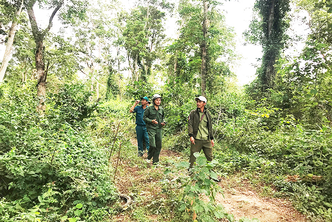 zzLực lượng Ban Quản lý rừng phòng hộ Bắc Khánh Hòa tuần tra trong rừng căm xe. Ảnh: BÍCH LA