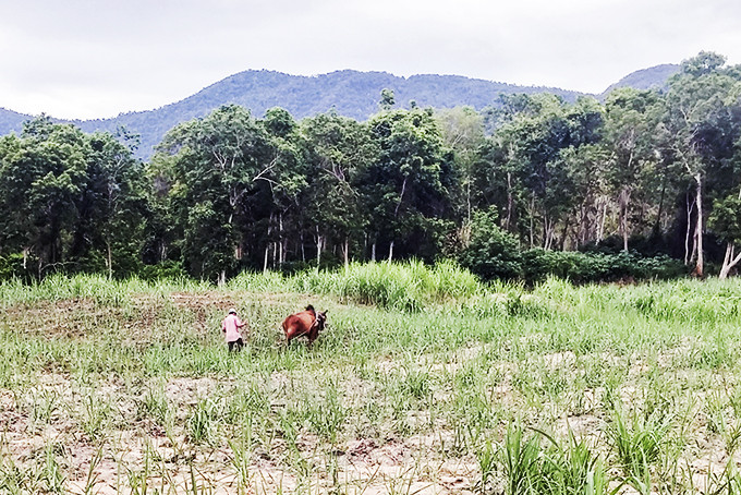Một hộ trồng mía trong vùng lõi rừng căm xe ở Ninh Tây.