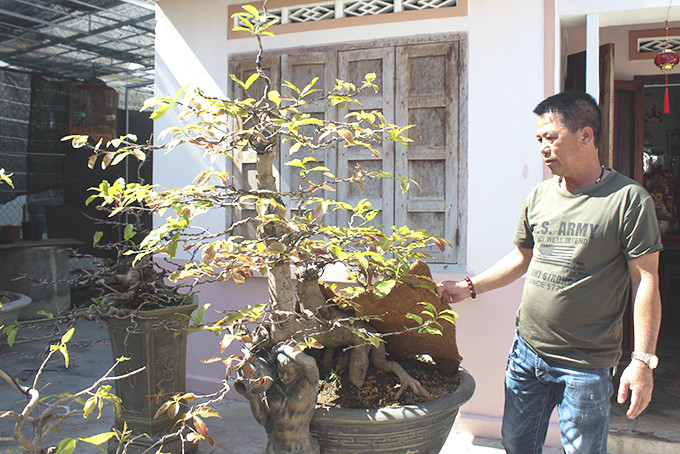 Ông Nguyễn Văn Thanh kiểm tra gốc mai đã nhận chăm sóc.