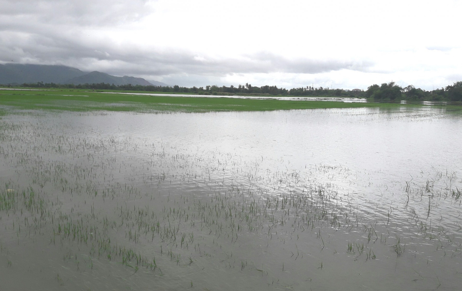 Cánh đồng lúa của bà con xã Vạn Lương (Vạn Ninh) bị ngập sâu trong nước.