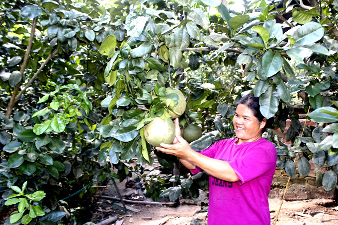 Hỗ trợ mô hình trồng bưởi da xanh tại huyện Khánh Vĩnh  đã góp phần tạo sinh kế cho hộ nghèo vươn lên thoát nghèo hiệu quả.