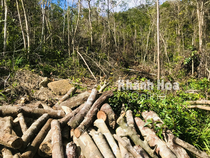 Hiện trường phá rừng tại tiểu khu 103 xã Ninh Ích, thị xã Ninh Hòa.