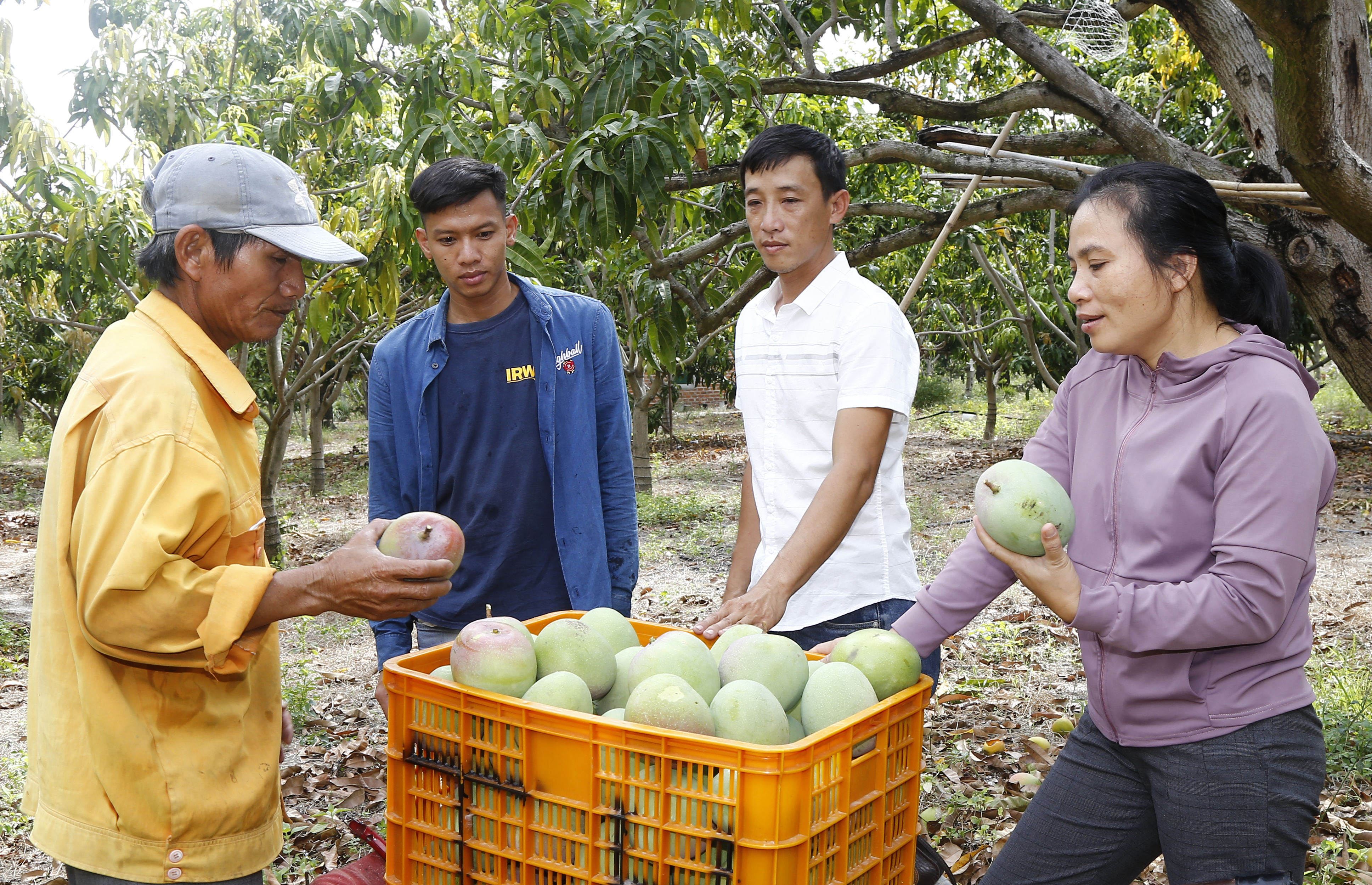 Diện tích cây trồng giảm nhẹ