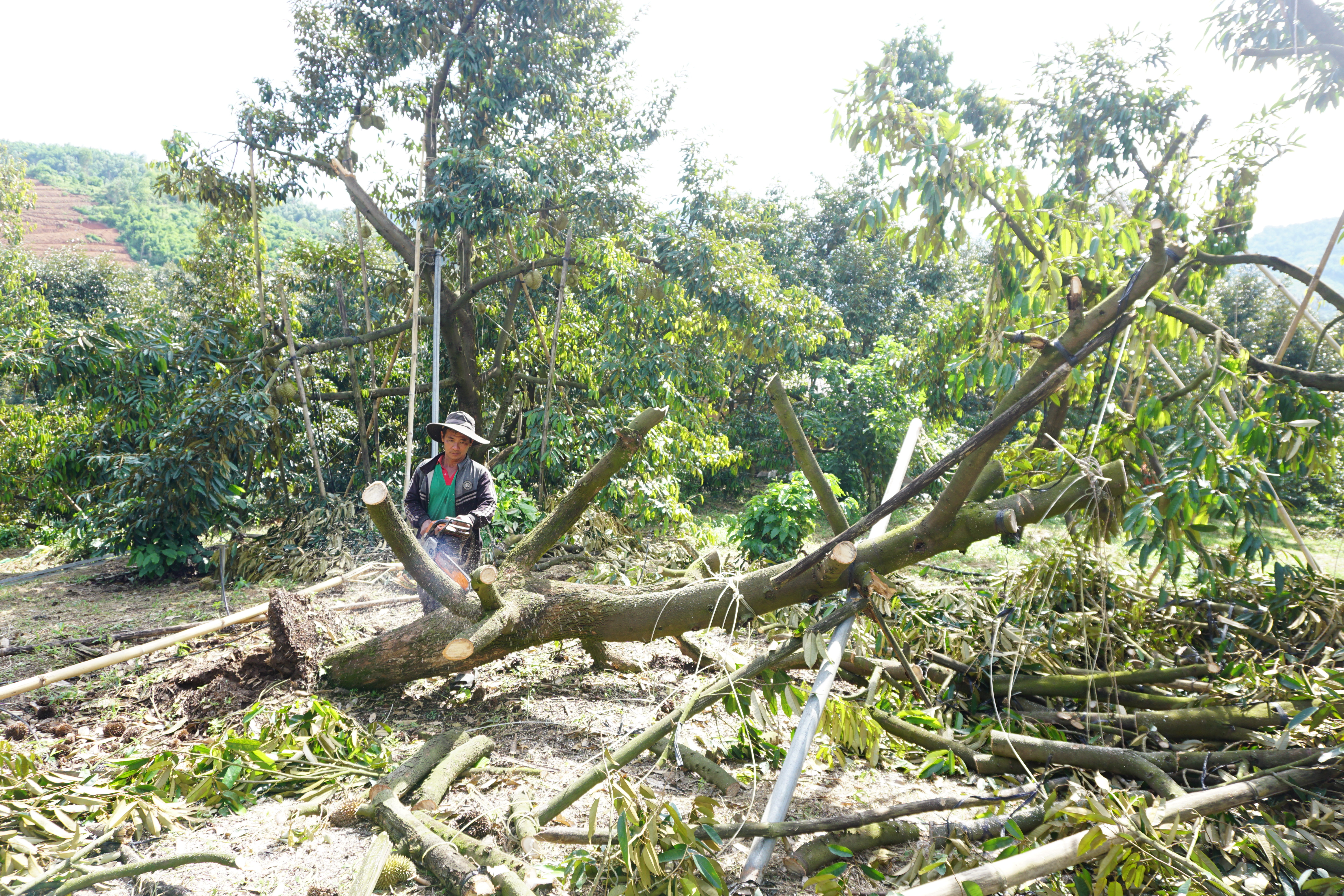 Khánh Sơn: Sầu riêng gãy đổ do mưa đá kèm gió lốc
